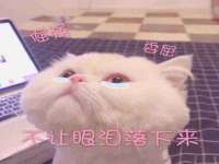 保定安双商贸有限公司