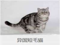 保定安双商贸有限公司