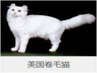 保定安双商贸有限公司