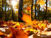 保定安双商贸有限公司